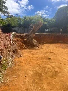 tree felling and tri