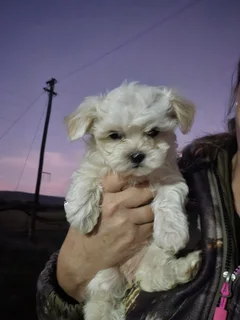 Maltese male puppy