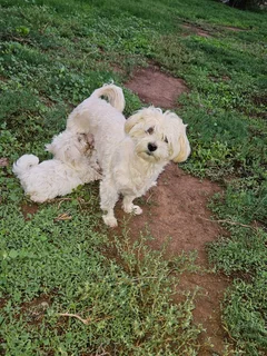 Maltese male puppy