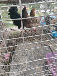 Hen n rooster for sale breeding pair ..