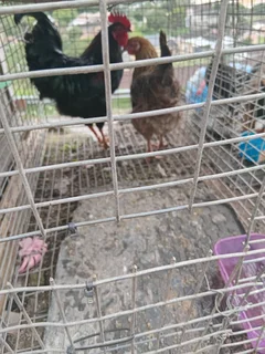 Hen n rooster for sale breeding pair ..