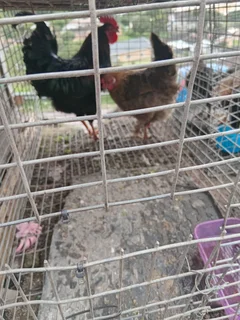 Hen n rooster for sale breeding pair ..