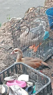 5 Roosters for sale...