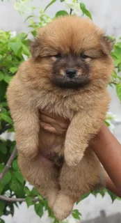 Chow Chow