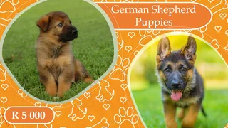German shepherd Puppy