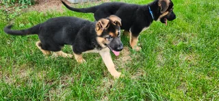 German shepherd Puppy