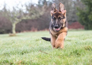 German shepherd Puppy
