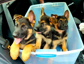 German shepherd Puppy