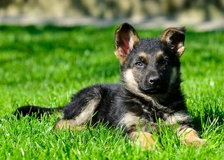 German shepherd Puppy
