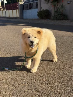 Chow Chow