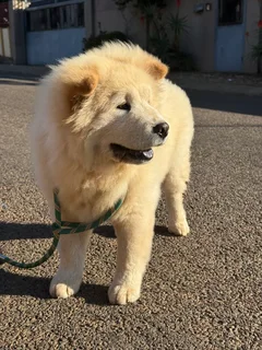 Chow Chow