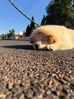 Chow Chow