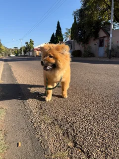 Chow Chow