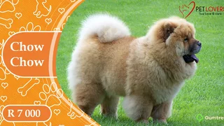 Chow Chow