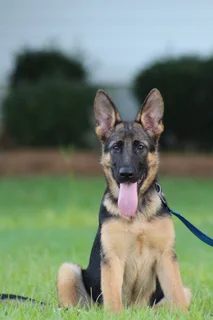 German shepherd