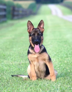 German shepherd