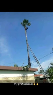 A&amp;j Tree Felling