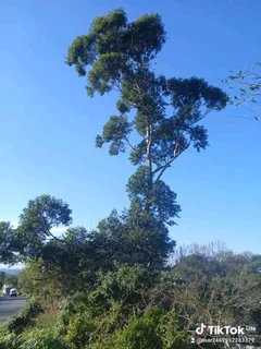 A&amp;j Tree Felling