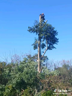 A&amp;J TREE FELLING