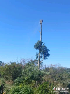 A&amp;j Tree Felling