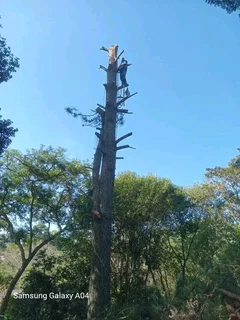 A&amp;J TREE FELLING AND GARDEN SERVICES