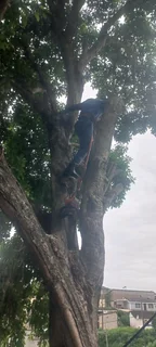 A&amp;J TREE FELLING AND GARDEN SERVICES