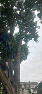A&amp;J TREE FELLING AND GARDEN SERVICES