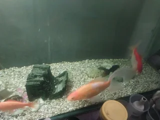 Gold fish an Comets for sale