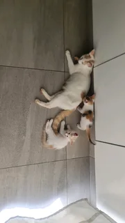 Cat and the kittens