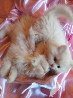 Persian Kitten Babies