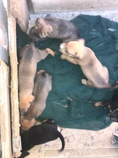 Puppy - Ad Posted By Luthando Mlonzi