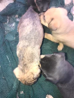 Puppy - Ad posted by LUTHANDO MLONZI