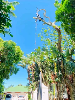 Tydol Tree Felling Call Us Or 0697210554click Whatsapp 0671896128 We Do The Following Services Tree