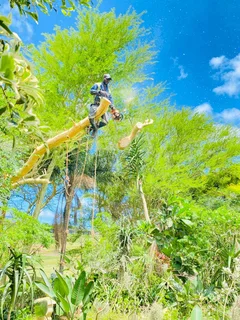 Tydol Tree Felling Call Us Or 0697210554click Whatsapp 0671896128 We Do The Following Services Tree