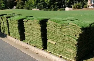 Farm fresh evergreen instant lawn