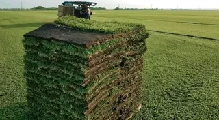 Farm fresh evergreen instant lawn