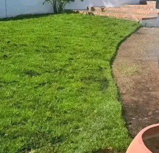 Farm fresh evergreen instant lawn