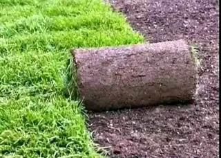 Farm fresh evergreen instant lawn