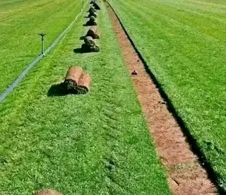 Farm fresh evergreen instant lawn