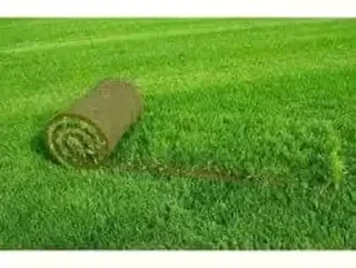 Farm fresh evergreen instant lawn
