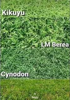 Farm fresh evergreen instant lawn