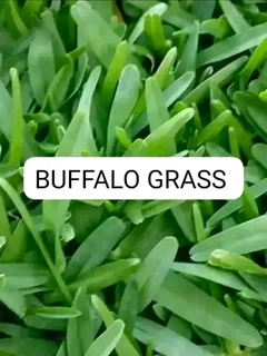 Farm fresh evergreen instant lawn