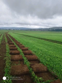 Farm fresh evergreen instant lawn