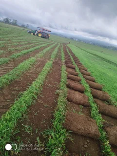 Farm fresh evergreen instant lawn