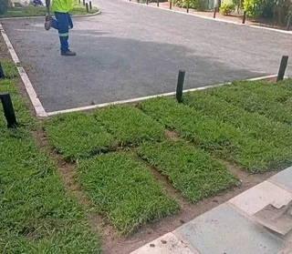 Farm fresh evergreen instant lawn