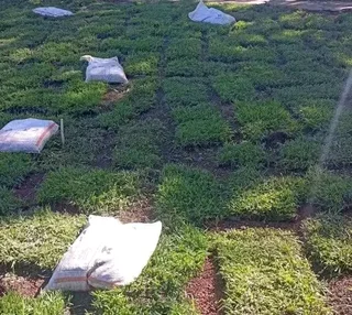 Farm fresh evergreen instant lawn