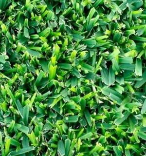 Farm fresh L.M Berea Shade, Kikuyu, Buffalo,Royal Blue