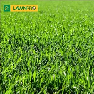 Farm fresh L.M Berea Shade, Kikuyu, Buffalo,Royal Blue