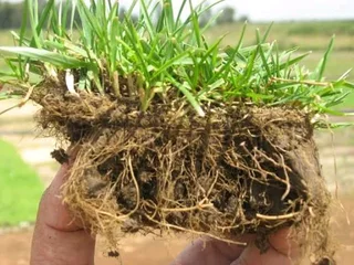 Farm fresh L.M Berea Shade, Kikuyu, Buffalo,Royal Blue