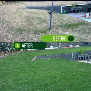 LM Berea Shade, Kikuyu Buffalo and Royal Blue